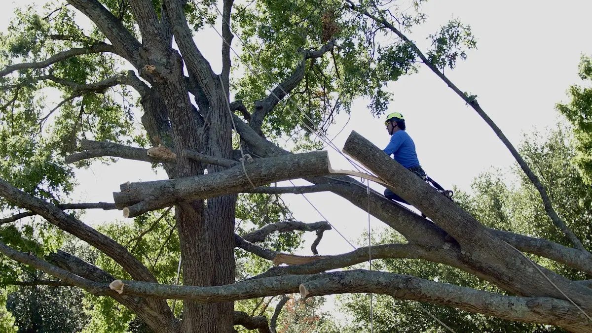 Professional Crown Thinning performed by certified arborists in Olustee